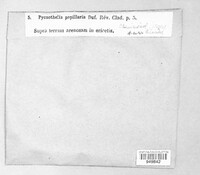 Pycnothelia papillaria image